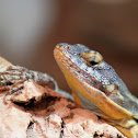 Baja Blue Rock Lizard