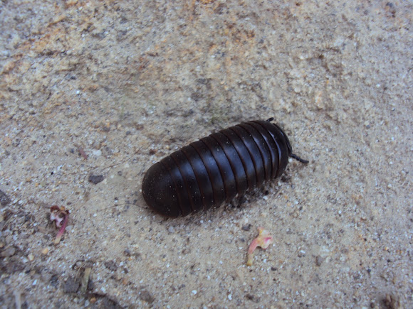 Spotting Image 1