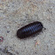 Pill millipede