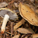 Leratiomyces percevalii