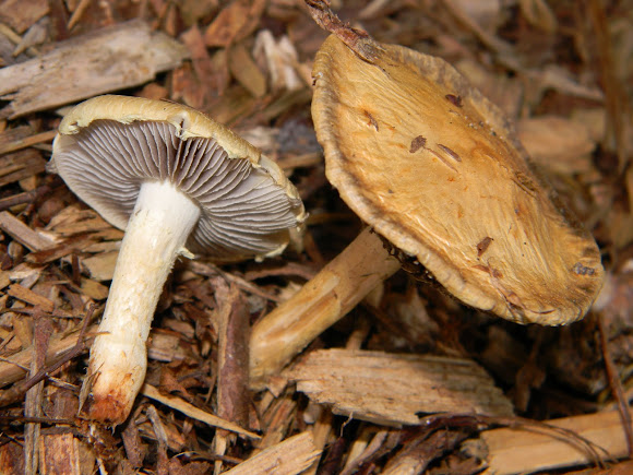 Spotting Image 1