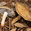 Leratiomyces percevalii