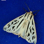 Grammia arge
