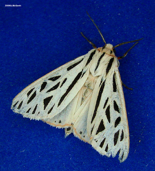 Spotting Image 1