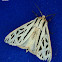 Grammia arge