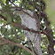 Common Koel or Eastern Koel (female)