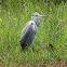Grey heron