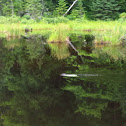 Beaver