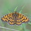 Heath Fritillary