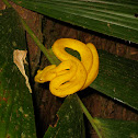 Eyelash viper