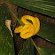 Eyelash viper