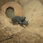 European rhinoceros beetle