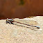 Caballito del diablo or Damselfly