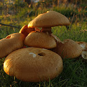 Gymnopilus junonius