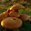 Gymnopilus junonius