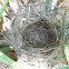 Red-whiskered Bulbul Nest