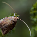 Moth