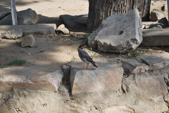 Spotting Image 1