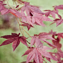 Japanese Maple