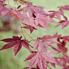 Japanese Maple