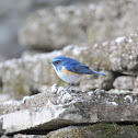 Orange-flanked Bush-robin