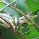 Green Hawk Moth