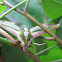 Green Hawk Moth