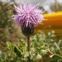 Thistle sp.