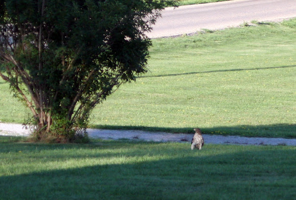 Spotting Image 1
