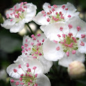 Woodland Hawthorn, bloom