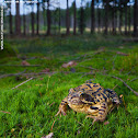 Common Frog