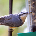 Red-Breasted Nuthatch
