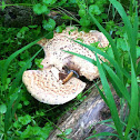 Dryad's saddle