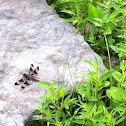 Common whitetail dragonfly