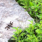 Common whitetail dragonfly