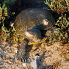 Northern Diamondback Terrapin