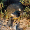 Northern Diamondback Terrapin