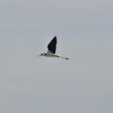 Black-tailed Stilt