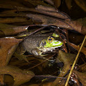 American Bullfrog