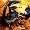 Asian forest scorpion