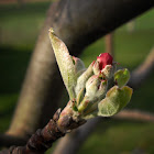 Apple buds