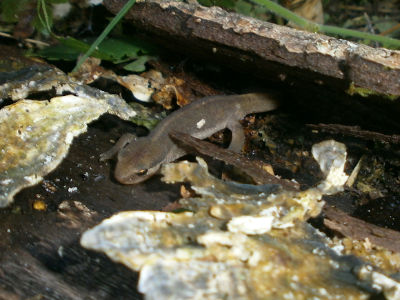 Spotting Image 1