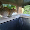 Eastern Grey Squirrel