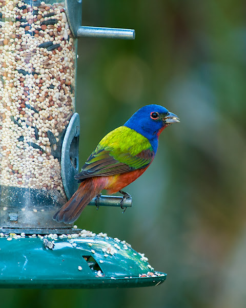 Painted Bunting Project Noah