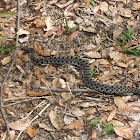 Dusky Pigmy Rattlesnake