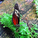 Tiger Longwing
