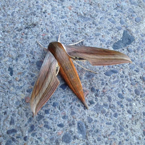 Spotting Image 1