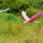 Roseate Spoonbill & a White Egret