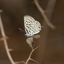 Rounded Pierrot