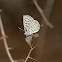 Rounded Pierrot